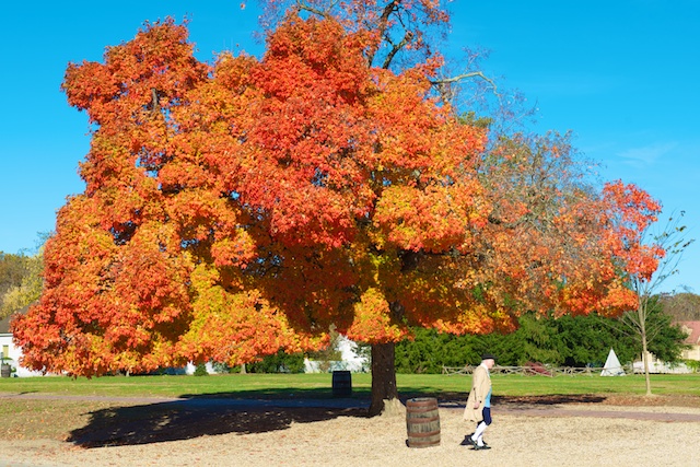 Fall Scene in Colonial Williamsburg